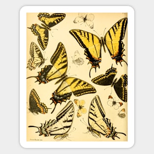 Yellow Butterfly Vintage Botanical Illustration Sticker